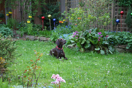 Deutsch Kurzhaar Hunde Foto 31348 in höherer Auflösung ansehen Deutsch Kurzhaar Henry (Hans) vom Geestmoor - 3 Jahre