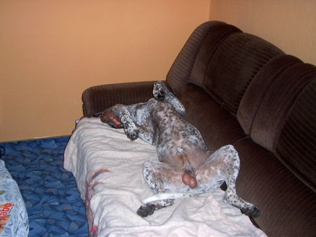 Deutsch Kurzhaar Hunde Foto 28310 Deutsch Kurzhaar jackson
