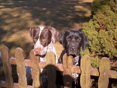 Deutsch Kurzhaar Hunde Foto 28073 Deutsch Kurzhaar jackson und diva