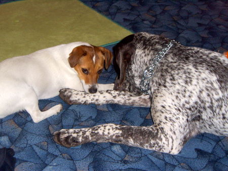 Deutsch Kurzhaar Hunde Foto 28312 Deutsch Kurzhaar jackson und nelli
