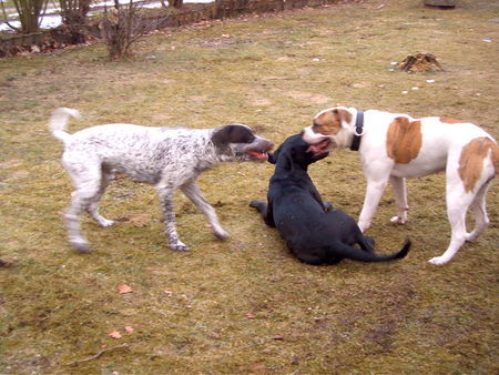 Deutsch Kurzhaar Hunde Foto 28074 Deutsch Kurzhaar jackson,diva und josi