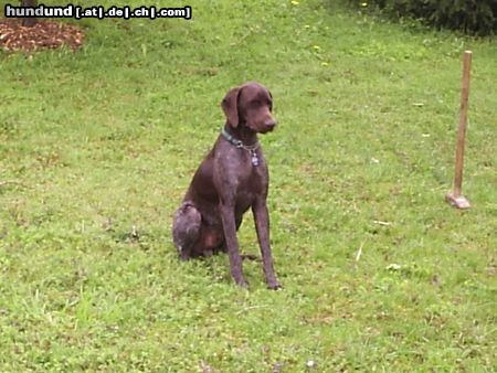 Deutsch Kurzhaar Hunde Foto 14556 Deutsch Kurzhaar Brösel vom Steenrott