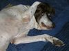 Deutsch Kurzhaar Foto: 13 Jahre (ID 30181) Deutsch Kurzhaar Hund
