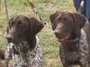 Deutsch Kurzhaar Foto: Waxpod's Nando Alana und Waxpod's Astra Butterfly (ID 5936) Deutsch Kurzhaar Hund