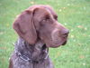 Deutsch Kurzhaar Foto: Asko 13 Monate (ID 25315) Deutsch Kurzhaar Hund