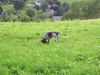 Deutsch Kurzhaar Foto: Na, wo is denn die Maus? (ID 41101) Deutsch Kurzhaar Hund