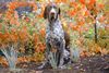 Deutsch Kurzhaar Foto: Boris von der Oldenburg, Herbst 2004 (ID 15473) Deutsch Kurzhaar Hund