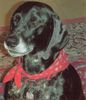 Deutsch Kurzhaar Foto: In Gedenken an unseren geliebten Eiko (ID 16334) Deutsch Kurzhaar Hund