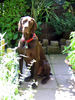 Deutsch Kurzhaar Foto: Henry (Hans) vom Geestmoor (2 Jahre alt) (ID 24434) Deutsch Kurzhaar Hund
