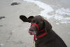 Deutsch Kurzhaar Foto: Henry auf Amrum - Vom Winde verweht! (ID 40145) Deutsch Kurzhaar Hund