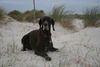 Deutsch Kurzhaar Foto: Henry auf Amrum - Mit Sand gezuckert! (ID 40147) Deutsch Kurzhaar Hund