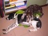 Deutsch Kurzhaar Foto: Kelly13Jahre&Frodo2Jahre (ID 22703) Deutsch Kurzhaar Hund