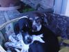 Deutsch Kurzhaar Foto: Kelly13Jahre&Frodo2Jahre (ID 22701) Deutsch Kurzhaar Hund