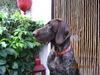 Deutsch Kurzhaar Foto: Elo vom Düpenautal ( 10 Mon. ) (ID 41745) Deutsch Kurzhaar Hund