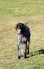 Deutsch Kurzhaar Foto: joy 2jahre (ID 43368) Deutsch Kurzhaar Hund