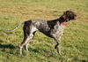 Deutsch Kurzhaar Foto: joy 2jahre (ID 43364) Deutsch Kurzhaar Hund