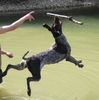 Deutsch Kurzhaar Foto: Action(joy11mon.) (ID 39504) Deutsch Kurzhaar Hund
