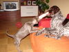 Deutsch Kurzhaar Foto: Spielstunde (ID 42029) Deutsch Kurzhaar Hund