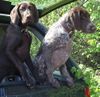 Deutsch Kurzhaar Foto: Indira & Iltis vom Klosterwald (ID 14564) Deutsch Kurzhaar Hund