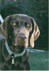 Deutsch Kurzhaar Foto: unser bester (ID 41764) Deutsch Kurzhaar Hund