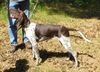Deutsch Kurzhaar Foto: Waxpod's Nando Alana; mein Deutsch Kurzhaar (ID 4655) Deutsch Kurzhaar Hund