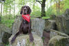Deutsch Kurzhaar Foto: Ich bin der Größte - Henry als Klettermaxe. (ID 31347) Deutsch Kurzhaar Hund