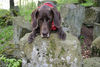 Deutsch Kurzhaar Foto: Huch, ist das hoch - Henry als Klettermaxe. (ID 31346) Deutsch Kurzhaar Hund