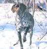 Deutsch Kurzhaar Foto: Boris von der Oldenburg (ID 18495) Deutsch Kurzhaar Hund