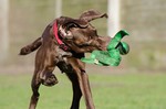 Deutsch Kurzhaar Hund