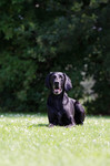 Deutsch Kurzhaar Foto: Deutsch Kurzhaar Hündin- 8 Jahre alt (ID 47156) Deutsch Kurzhaar Hund