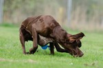 Deutsch Kurzhaar Foto: Deutsch Kurzhaar Hündin (ID 47158) Deutsch Kurzhaar Hund