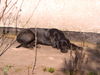 Deutsch Kurzhaar Foto: diva jackson's schwester (ID 28311) Deutsch Kurzhaar Hund