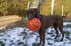 Deutsch Kurzhaar Foto: ein spiel gefällig (ID 43278) Deutsch Kurzhaar Hund