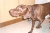 Deutsch Kurzhaar Foto: achtung ein vögelchen (ID 43318) Deutsch Kurzhaar Hund