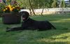 Deutsch Kurzhaar Foto: Gizmo from Sweden, 1 year old (ID 17287) Deutsch Kurzhaar Hund