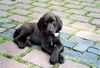 Deutsch Kurzhaar Foto: Henry (Hans) vom Geestmoor (ID 21929) Deutsch Kurzhaar Hund