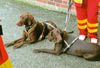 Deutsch Kurzhaar Foto: chini&camillo pause nach suche in der rettungsstaffel (ID 44002) Deutsch Kurzhaar Hund