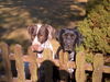 Deutsch Kurzhaar Foto: jackson und diva (ID 28073) Deutsch Kurzhaar Hund