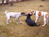 Deutsch Kurzhaar Foto: jackson,diva und josi (ID 28074) Deutsch Kurzhaar Hund