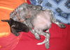 Deutsch Kurzhaar Foto: i feel good (-: joy (ID 35790) Deutsch Kurzhaar Hund
