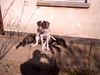 Deutsch Kurzhaar Foto: diva lag aleine in der sonne (ID 28331) Deutsch Kurzhaar Hund