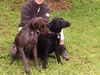 Deutsch Kurzhaar Foto: Brösel und sein Freund Porta(Labrador) (ID 14557) Deutsch Kurzhaar Hund