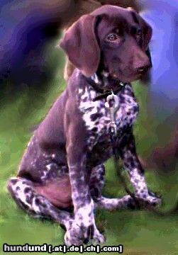 Deutsch Kurzhaar Hunde Foto 4392 Deutsch Kurzhaar Rapida