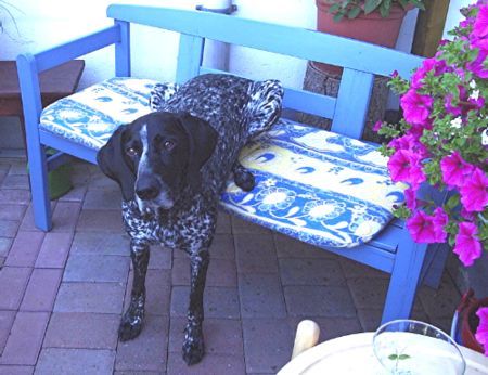 Deutsch Kurzhaar Hunde Foto 39626 Deutsch Kurzhaar soll ich sitzen oder stehen?