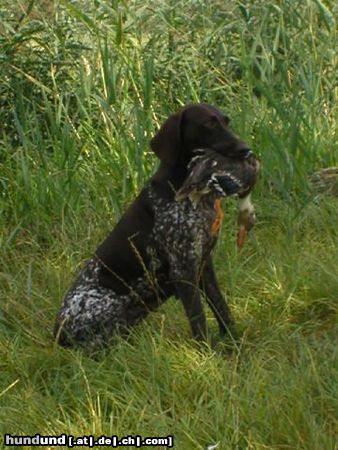 Deutsch Kurzhaar Hunde Foto 4981 Deutsch Kurzhaar Voska