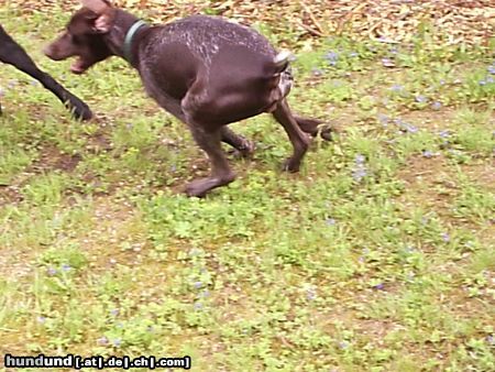 Deutsch Kurzhaar Hunde Foto 14555 Deutsch Kurzhaar Brösel vom Steenrott