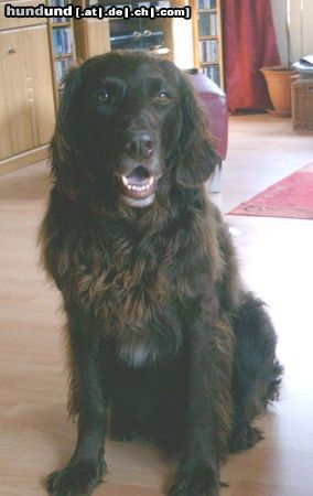 Deutsch Langhaar Hunde Foto 24131 Deutsch Langhaar Jerry (7 Jahre)