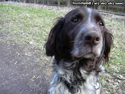 Deutsch Langhaar Hunde Foto 2938 Deutsch Langhaar Das ist Bine