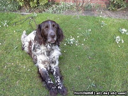 Deutsch Langhaar Hunde Foto 2937 Deutsch Langhaar Das ist Bine