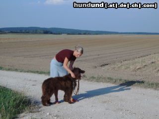 Deutsch Langhaar Hunde Foto 22786 in höherer Auflösung ansehen Deutsch Langhaar Capo mit 11 Jahren